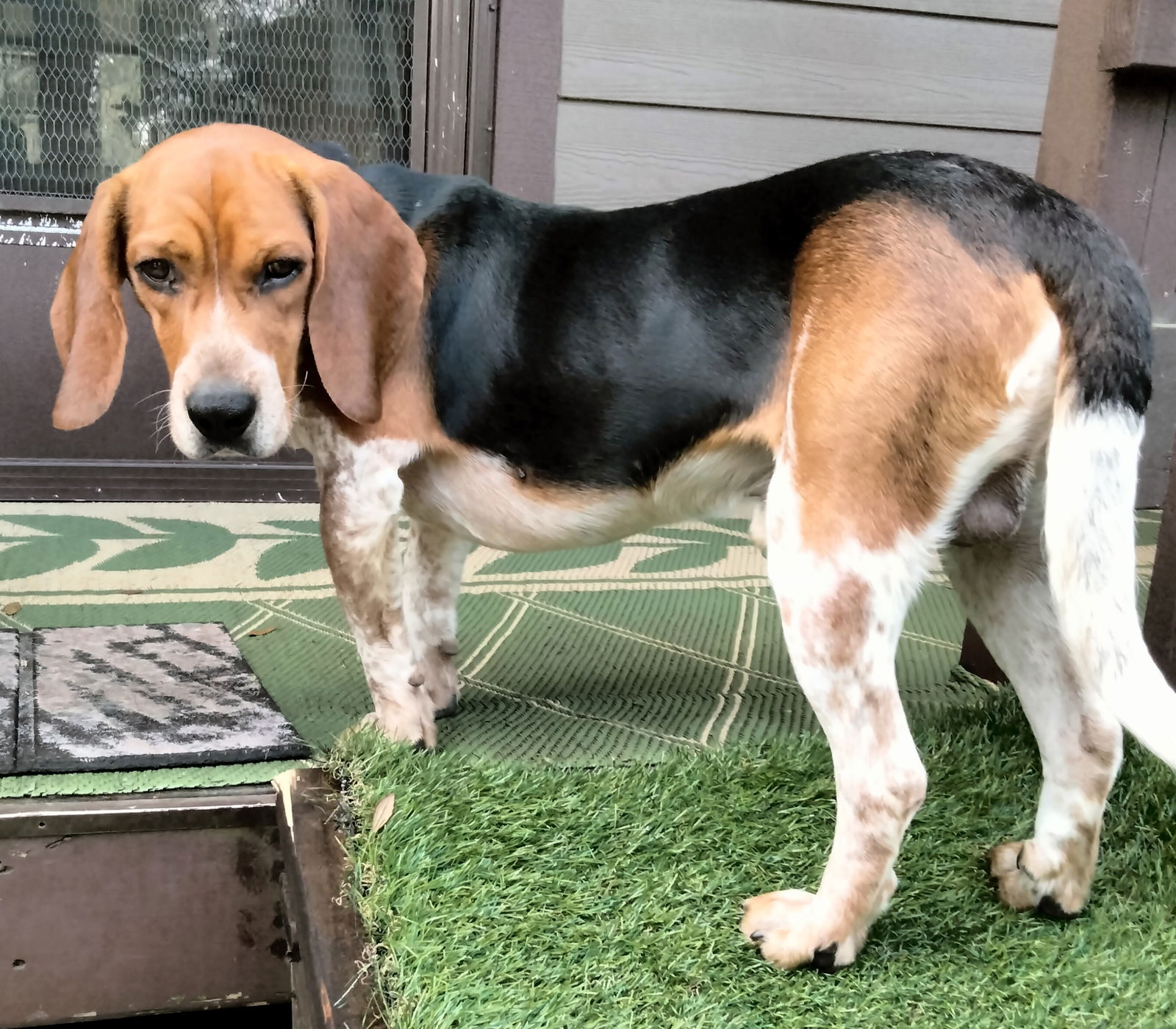 dog-for-adoption-nash-iii-a-beagle-in-dunedin-fl-alpha-paw