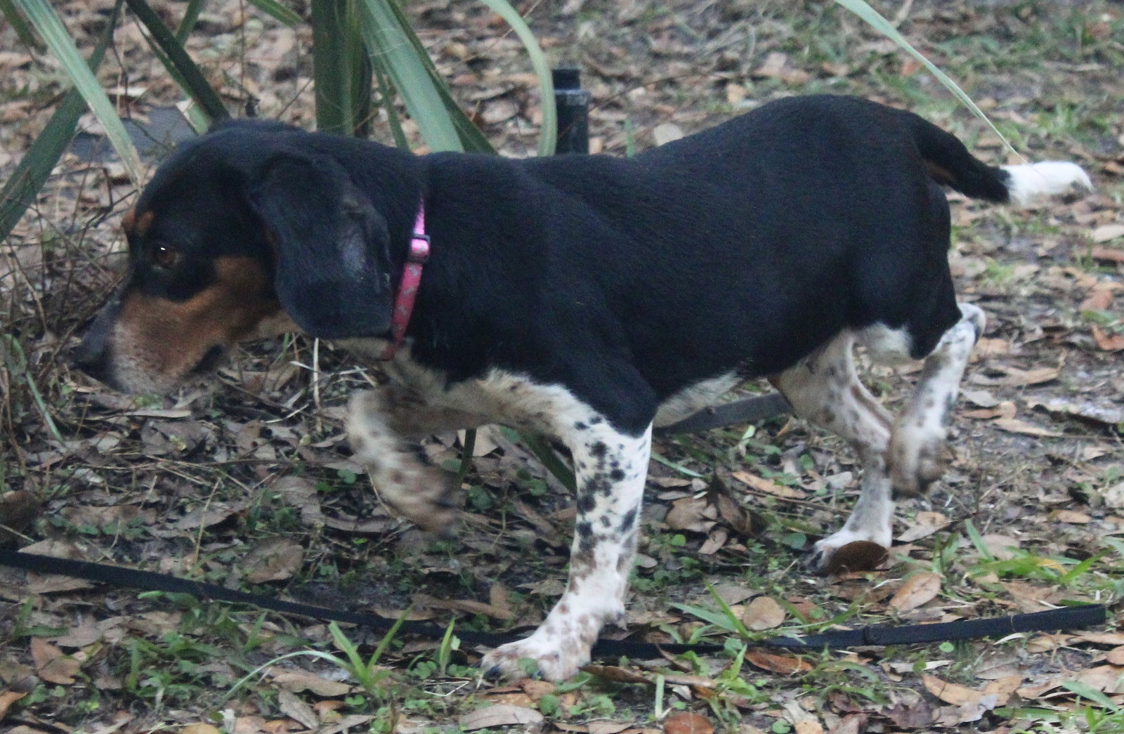Dog for Adoption - Frances, a Beagle in Manatee County, FL | Alpha Paw