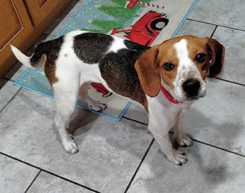 Beasley, an adoptable Beagle in Dunnellon, FL