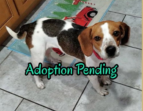 Beasley, an adoptable Beagle in Dunnellon, FL