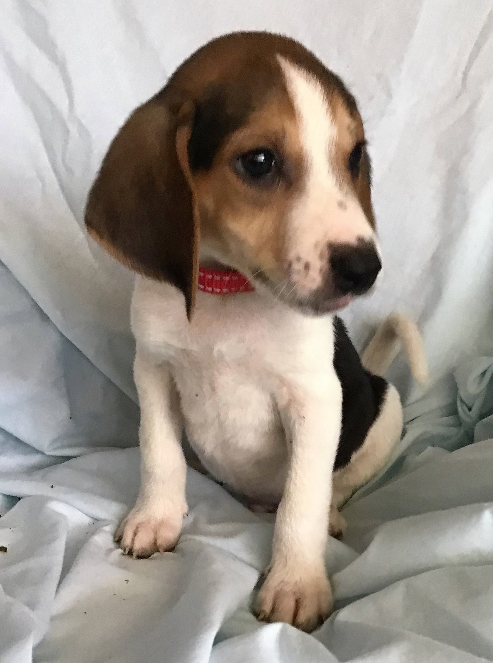 dog-for-adoption-sid-a-beagle-in-west-and-east-lealman-fl-alpha-paw