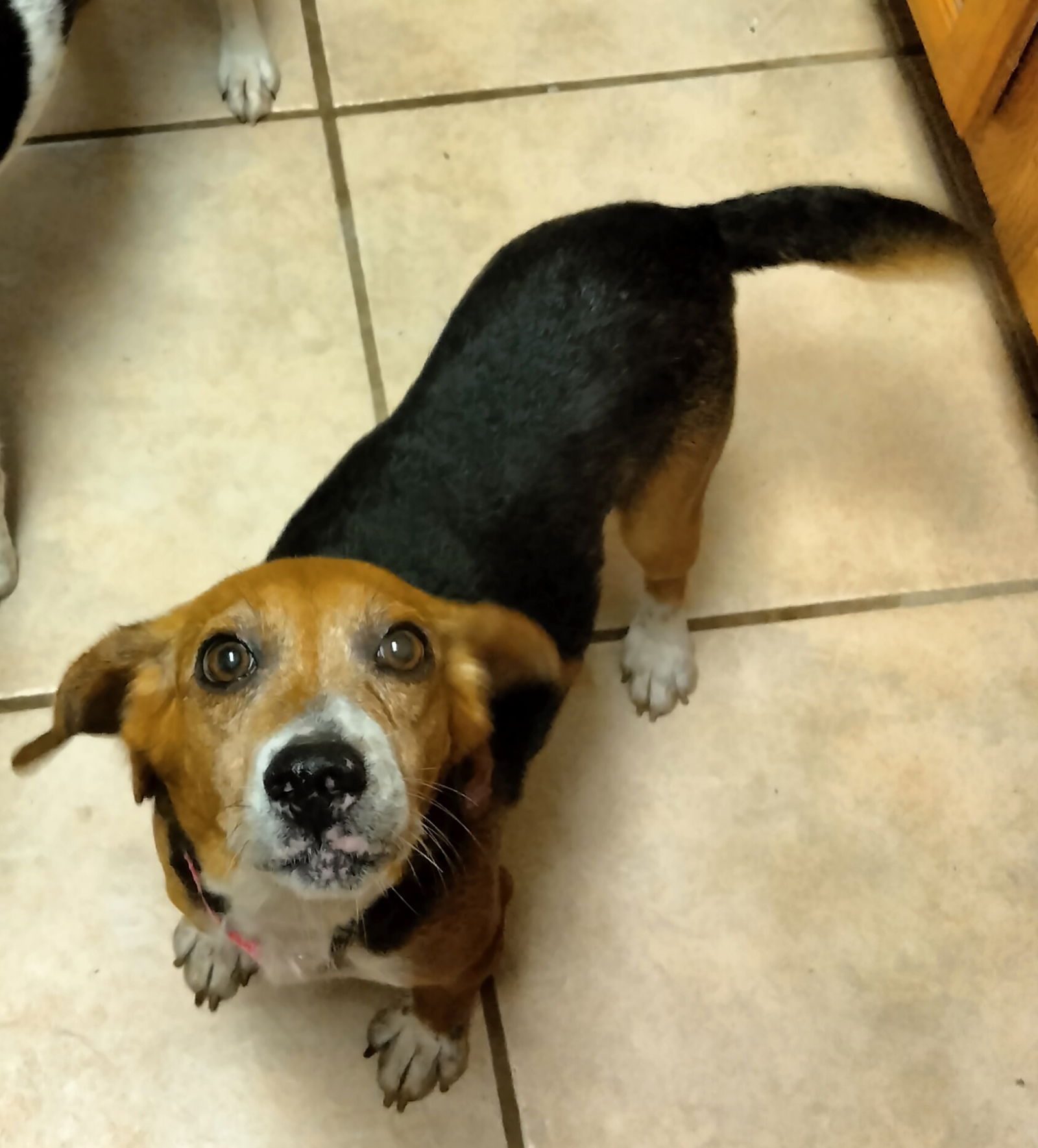 Dog For Adoption - Bijou, A Beagle In West And East Lealman, FL | Alpha Paw