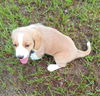 Blondie's Puppy Blueberry