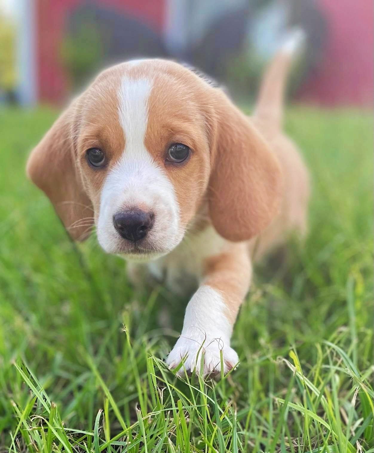 Blueberry beagles outlet