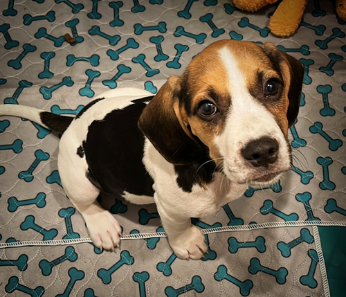 Toaster's Puppy Chili