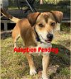 adoptable Dog in valrico, FL named Copper VIII