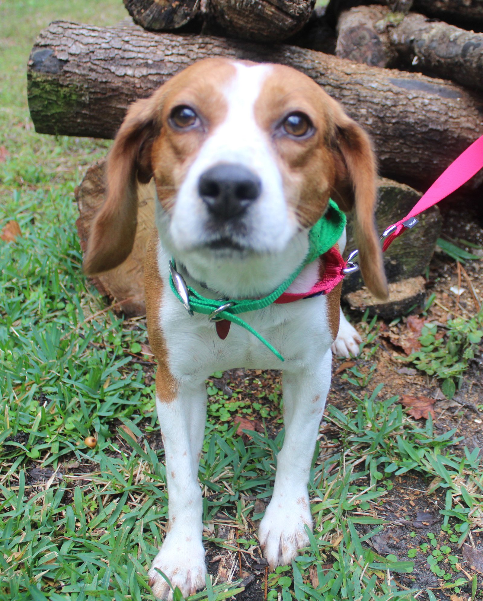 Dog for Adoption - Bluebell, a Beagle in Weeki Wachee Gardens, FL ...