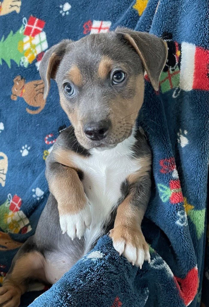 Dog for Adoption Strider, a Beagle in Zephyrhills, FL Alpha Paw