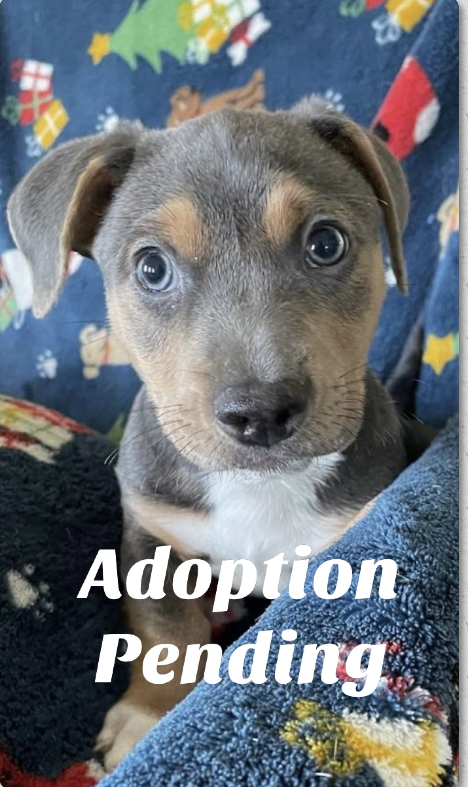 Dog for Adoption Strider, a Beagle in Zephyrhills, FL Alpha Paw