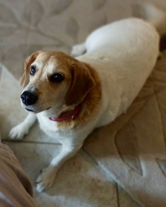 adoptable Dog in Valrico, FL named Bo   (CL)