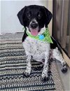 adoptable Dog in valrico, FL named Dash.  (CL)