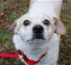 adoptable Dog in valrico, fl, FL named Mitzi II