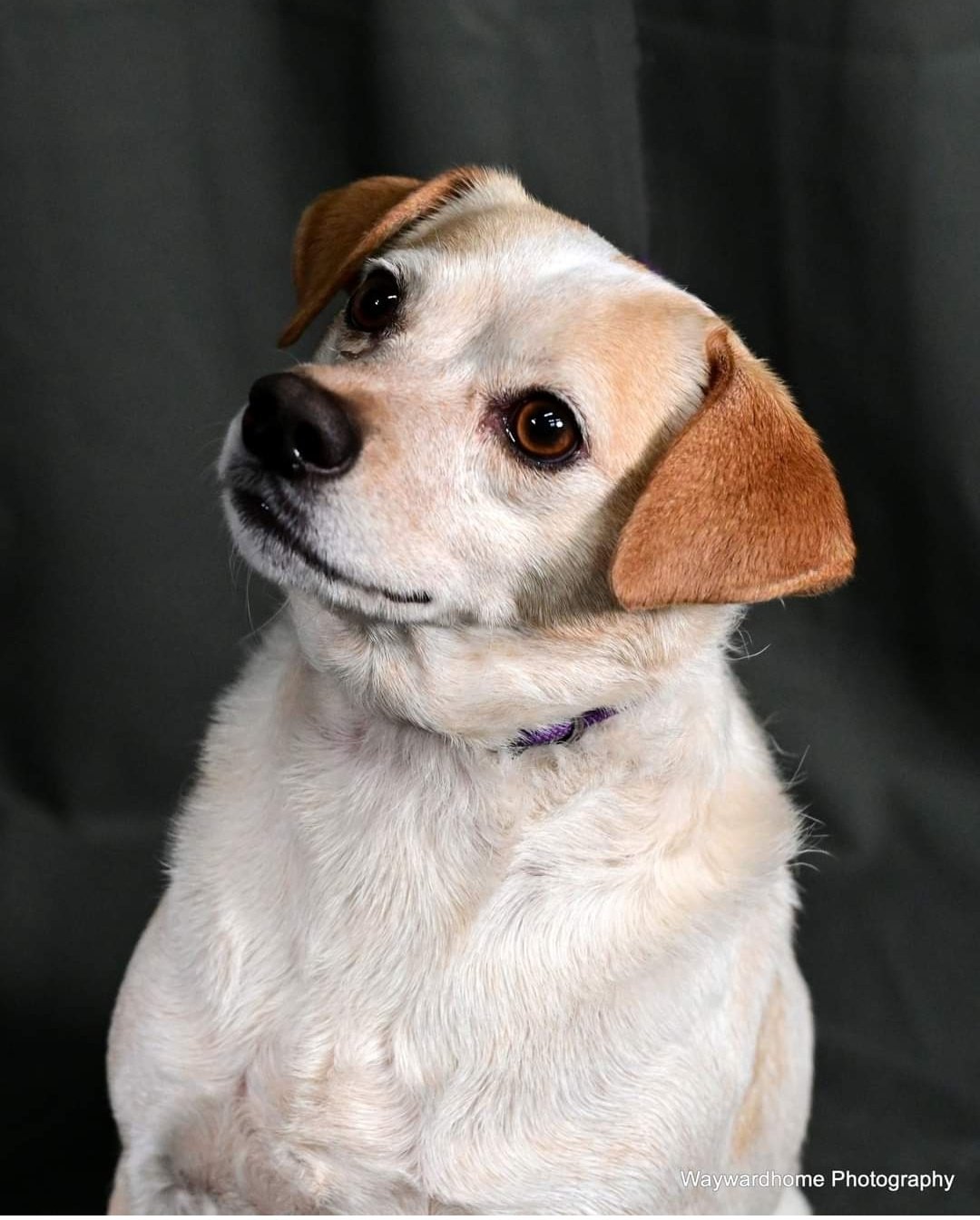 adoptable Dog in Valrico, FL named Mitzi II