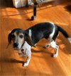 adoptable Dog in valrico, fl, FL named Poppy II