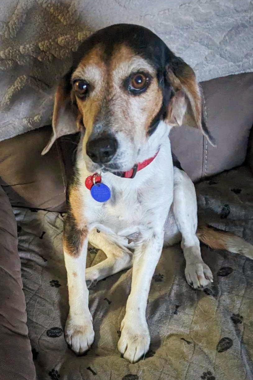 adoptable Dog in Valrico, FL named Poppy II