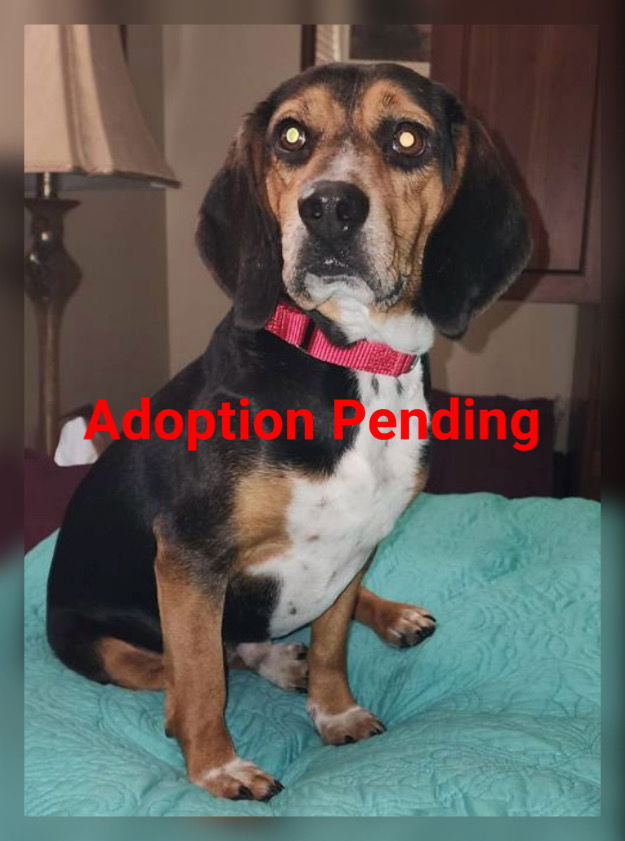 Dog adoption in Valrico, FL 33595: Beagle Dog 