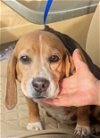 adoptable Dog in valrico, fl, FL named Pound Cake