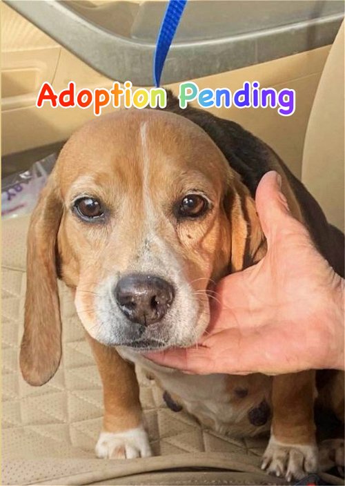 picture of the dog needing adoption