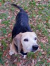 adoptable Dog in valrico, FL named Deacon