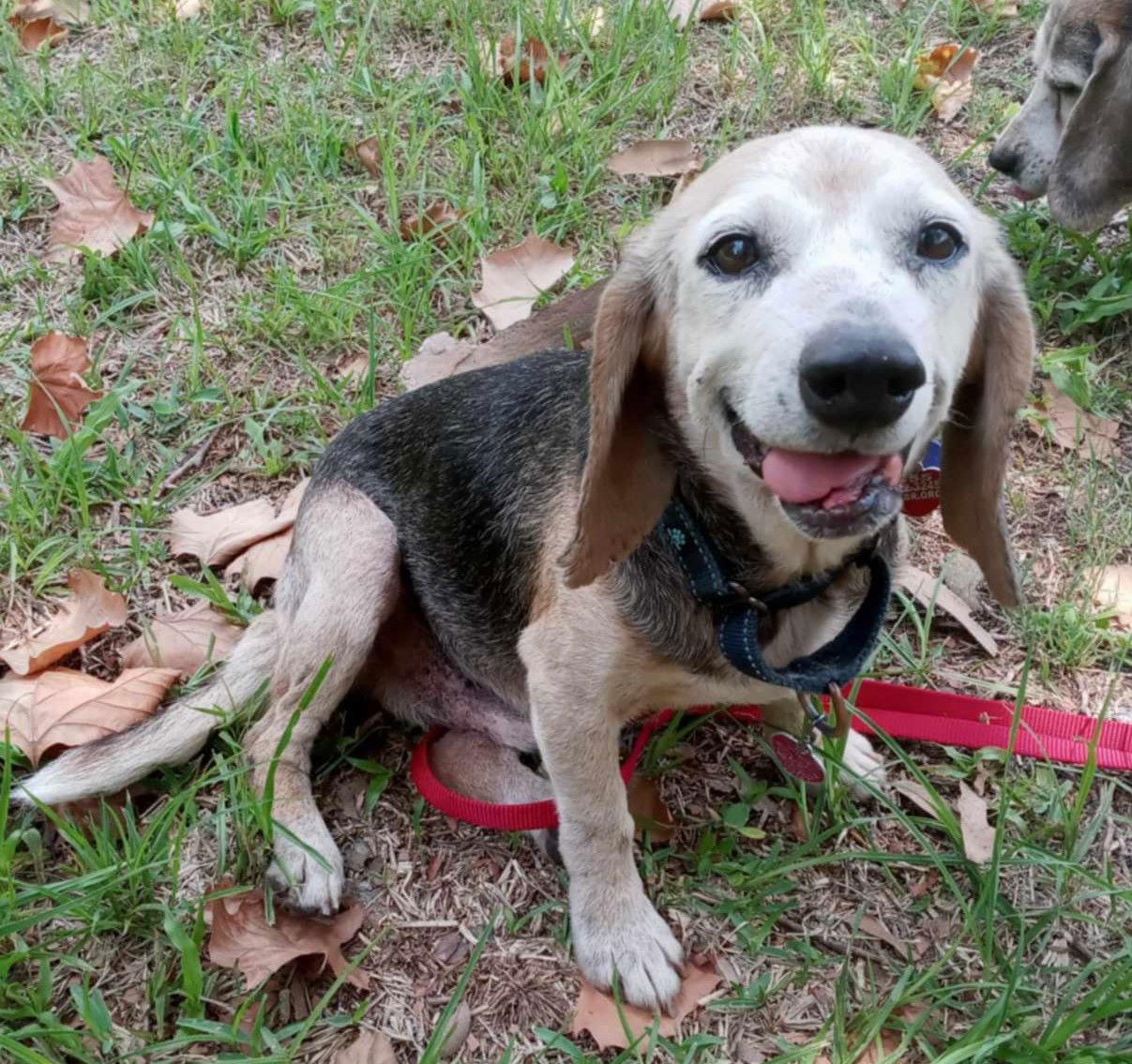 adoptable Dog in Dunnellon, FL named Deacon