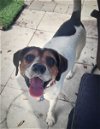 adoptable Dog in valrico, fl, FL named Marvin II