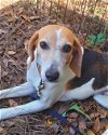 adoptable Dog in valrico, fl, FL named Halo CL