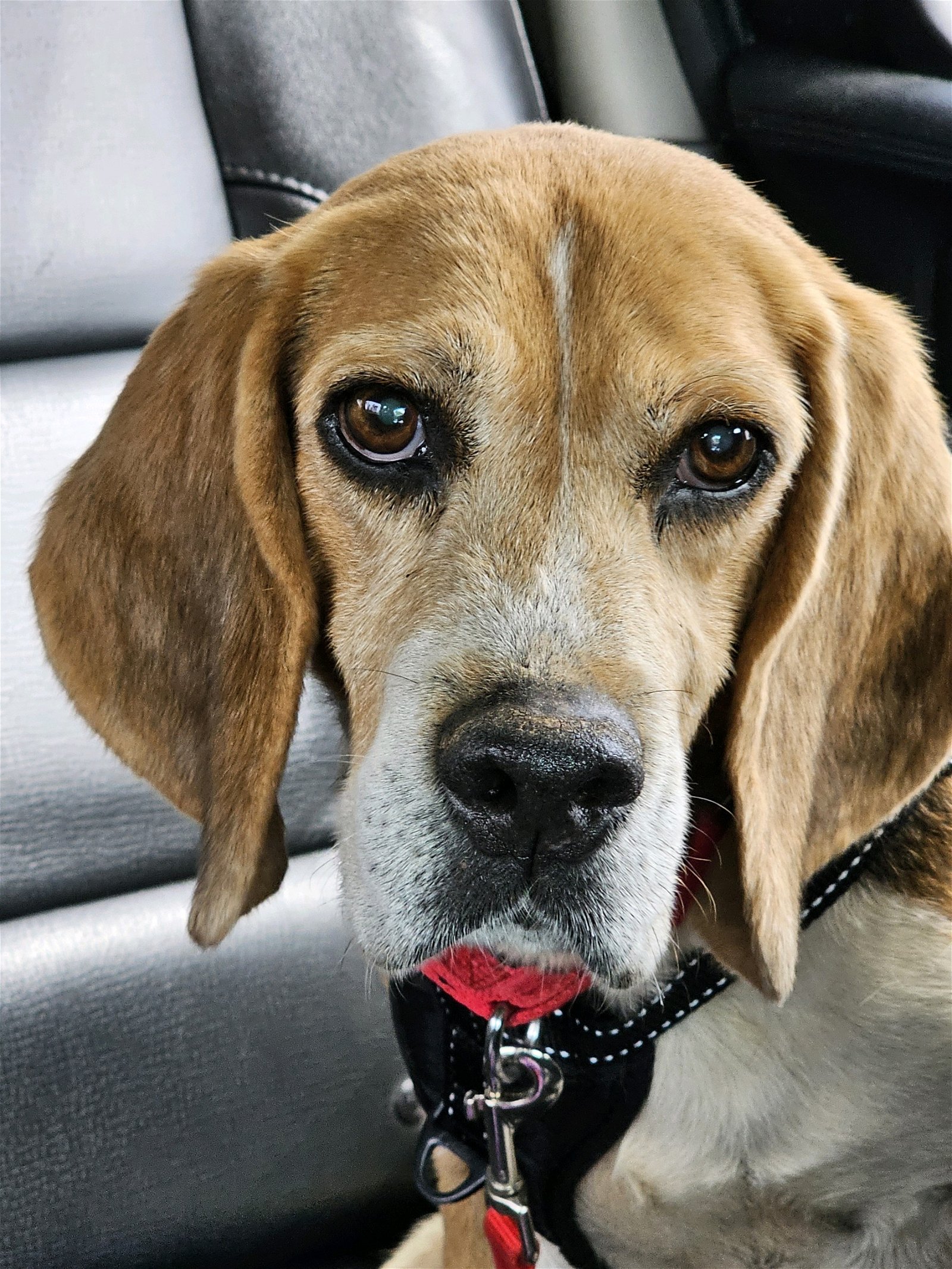 adoptable Dog in Valrico, FL named Captain III