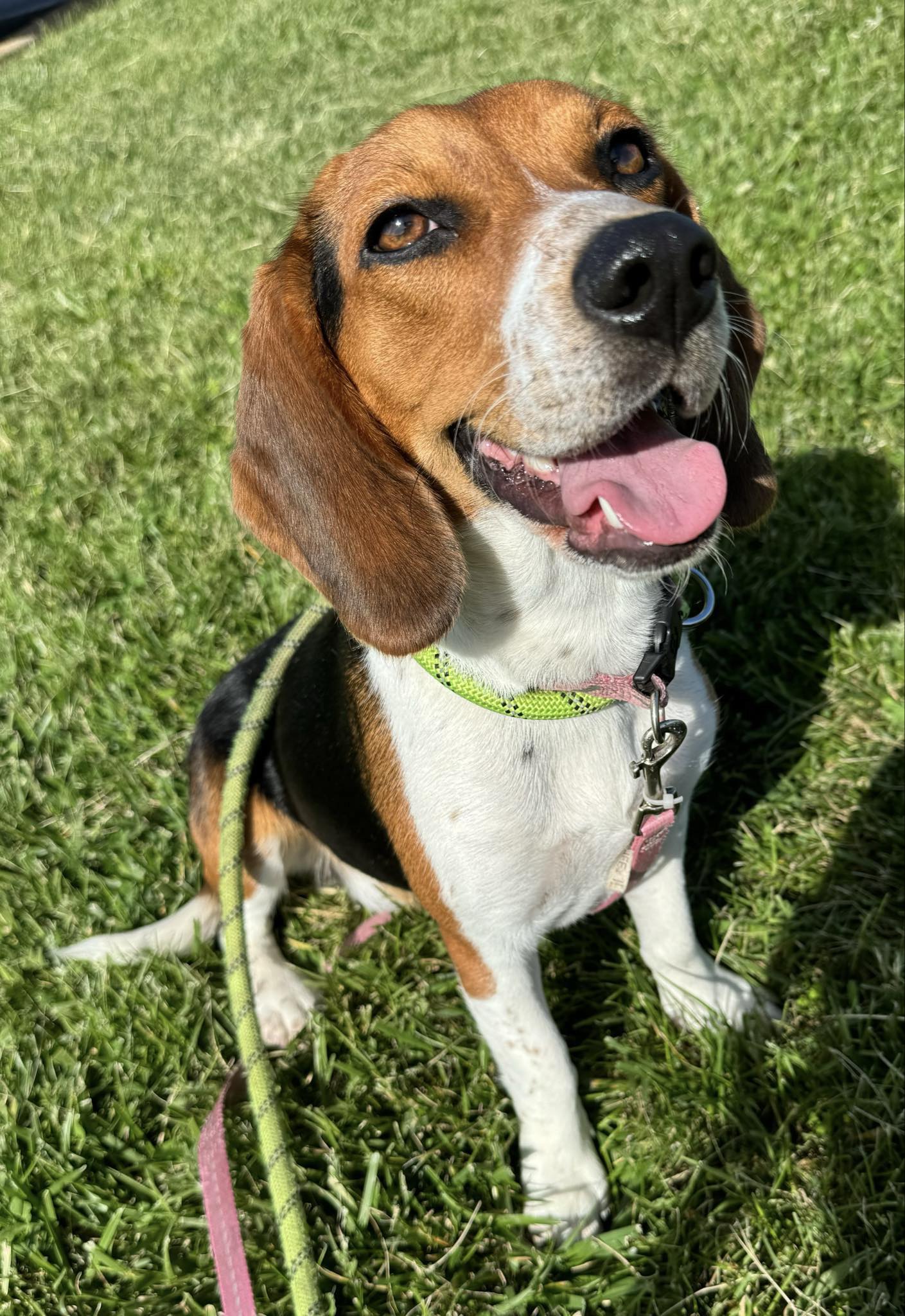 Dog for Adoption - Nina, a Beagle in Treasure Island, FL | Alpha Paw