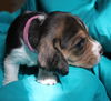 Maisie Bell's Puppy - Ester