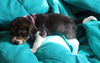 Maisie Bell's Puppy - Ester