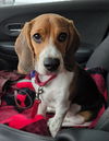 Maisie Bell's Puppy - Solomon