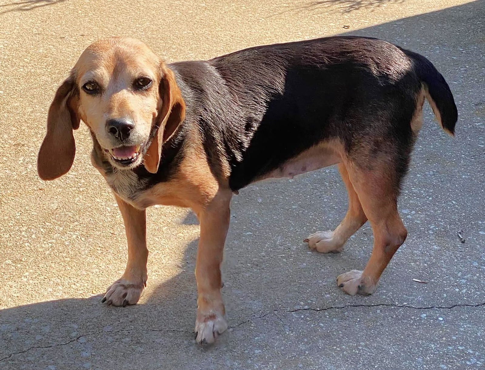 Bacon creek beagles best sale