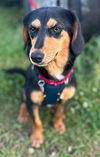 Fritz