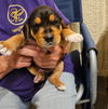 Charm's Puppy - Wizard