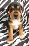 Charm's Puppy - Wizard