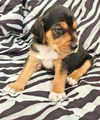 Charm's Puppy - Wizard