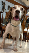 Gus III
