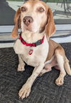 Gus III