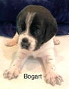 Serafina's Puppy - Bogart