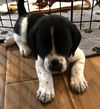 Serafina's Puppy - Bogart