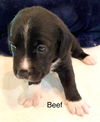 Serafina's Puppy - Beef