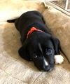 Serafina's Puppy - Beef