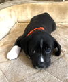 Serafina's Puppy - Beef