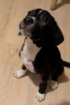 Serafina's Puppy - Beef