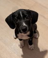 Serafina's Puppy - Beef