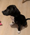 Serafina's Puppy - Beef