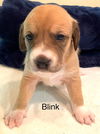 Serafina's Puppy - Blink