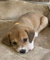 Serafina's Puppy - Blink