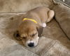 Serafina's Puppy - Blink
