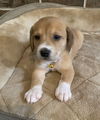 Serafina's Puppy - Blink